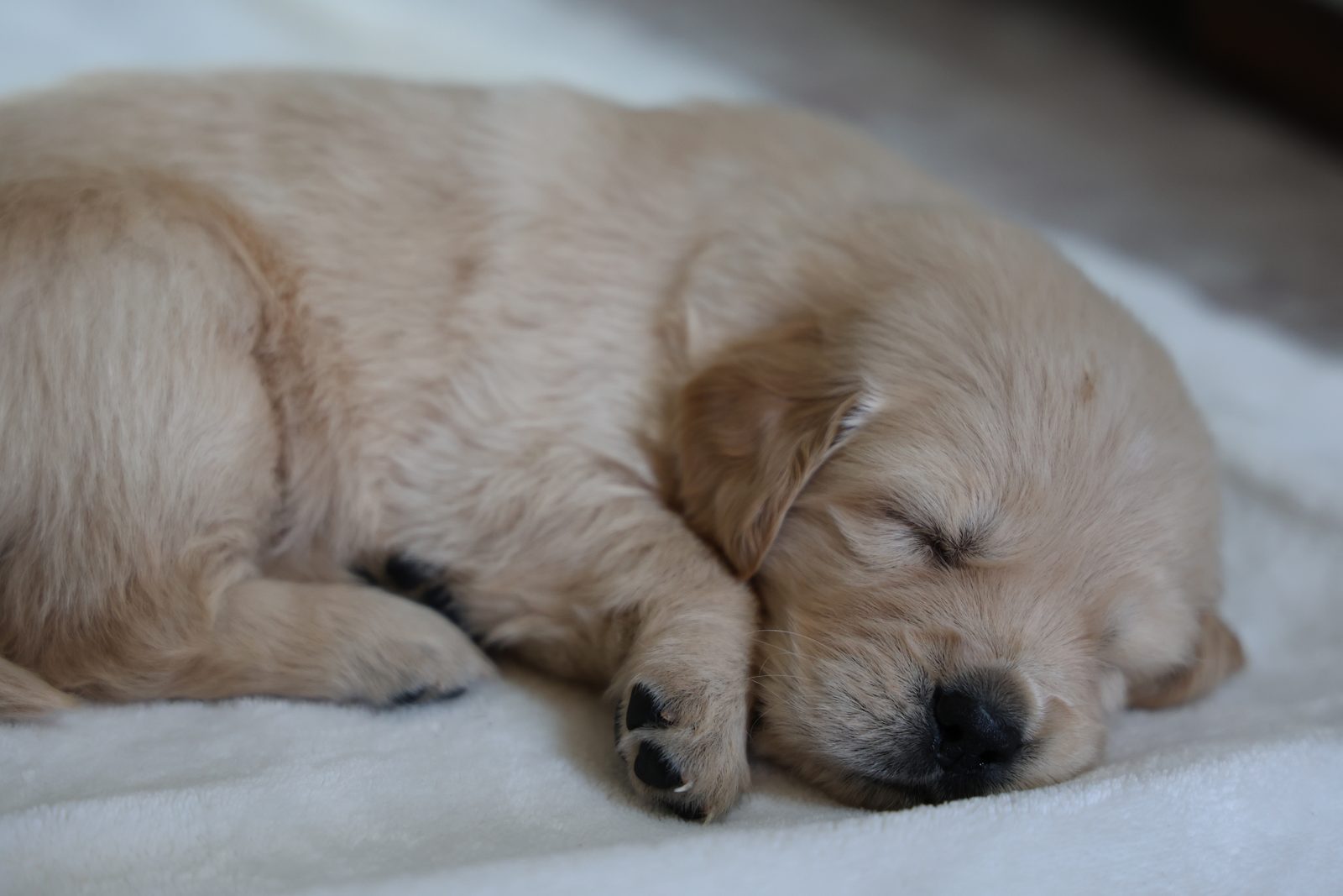 Puppy fast asleep on a white blanket