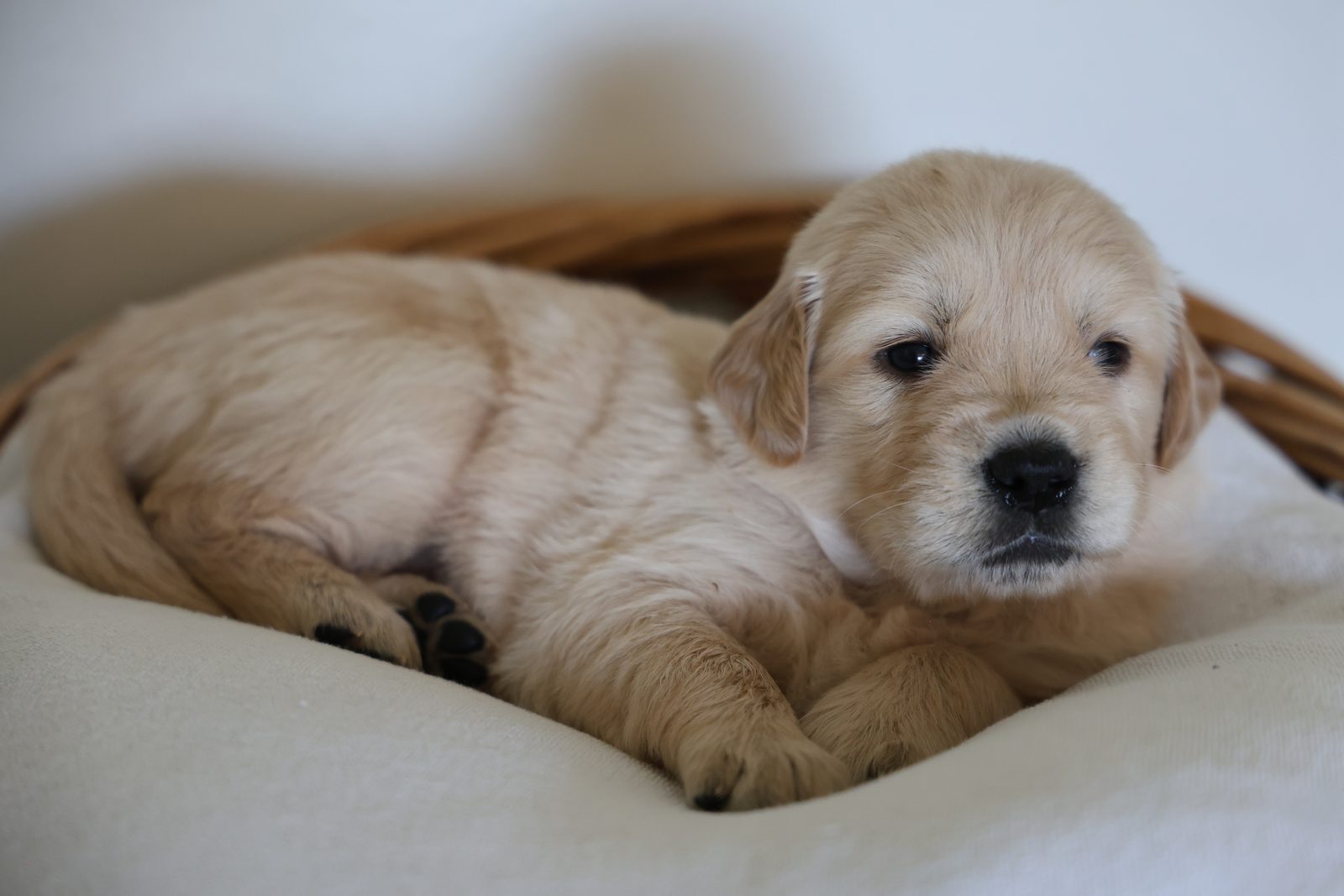 Puppy curled up in a basket