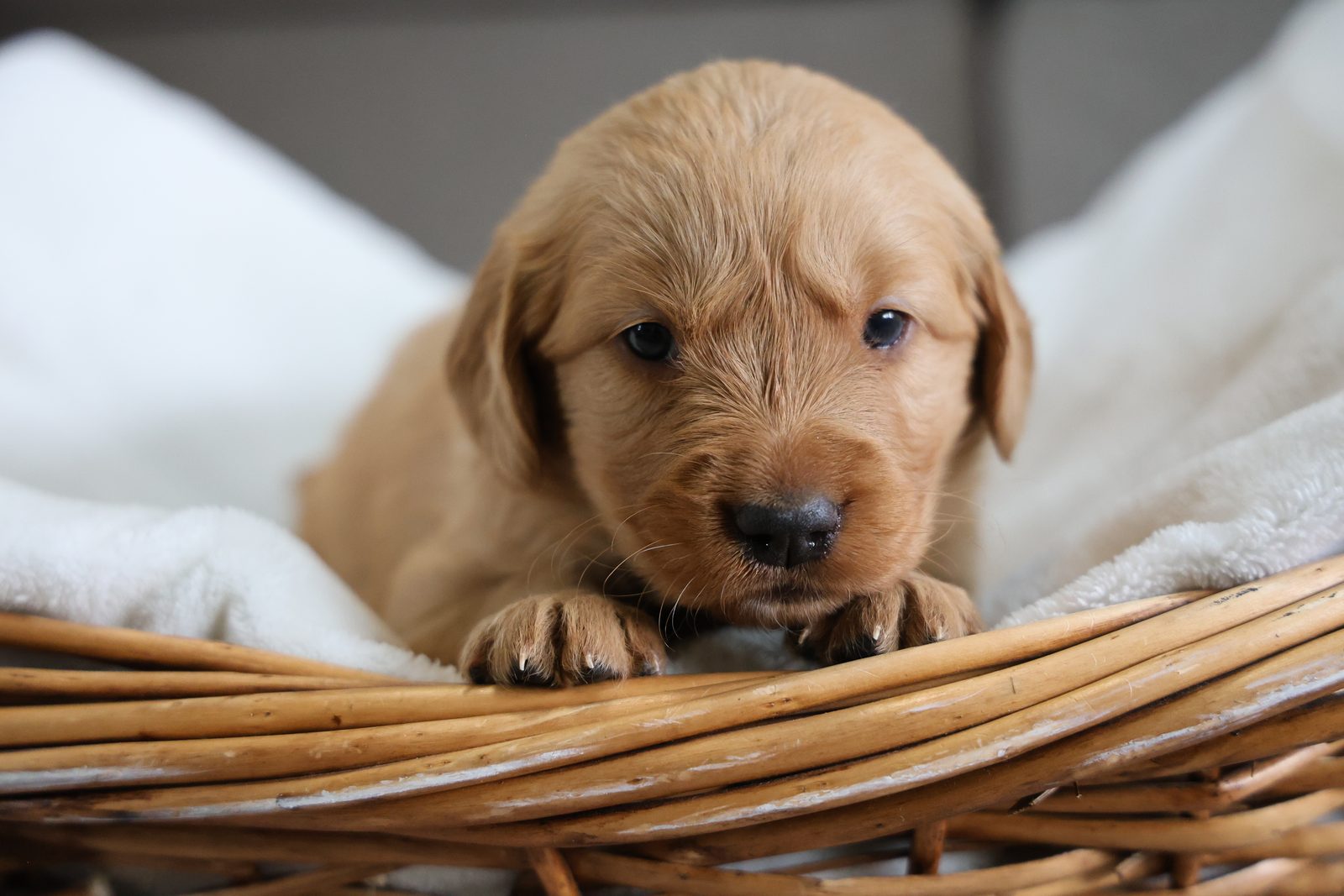 Puppy in a basket lined with a white blanket