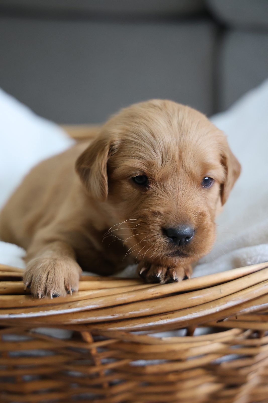 Red-gold puppy in a wicker basket