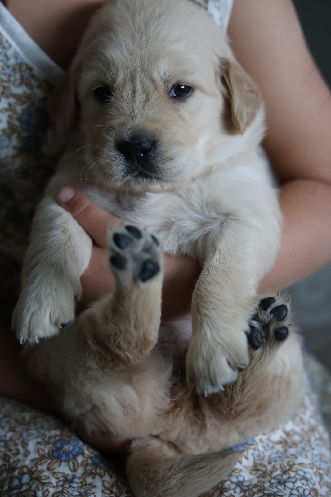 Cream puppy held in loving arms