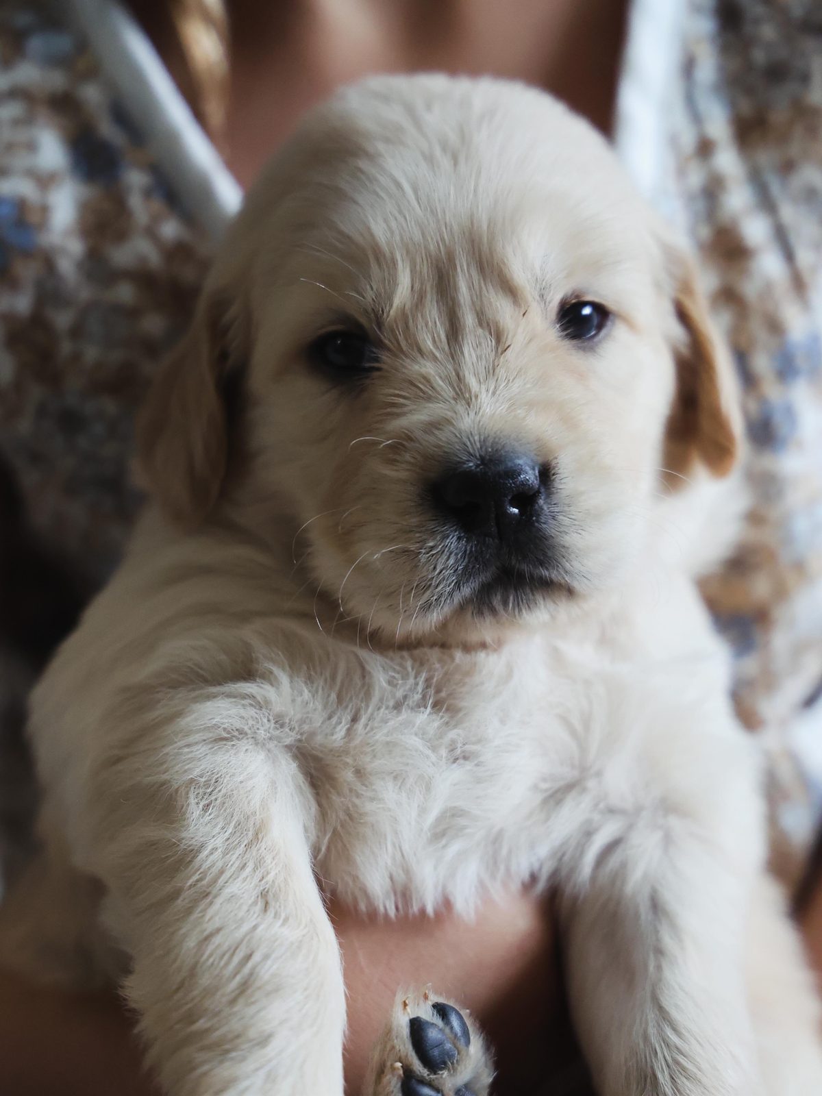 Close-up of a cream golden puppy