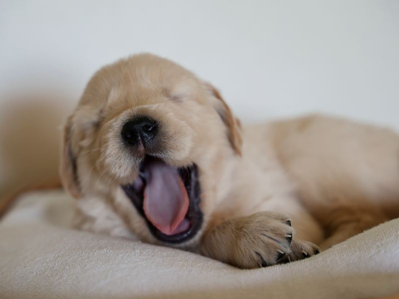 Golden retriever puppy mid-yawn on a blanket