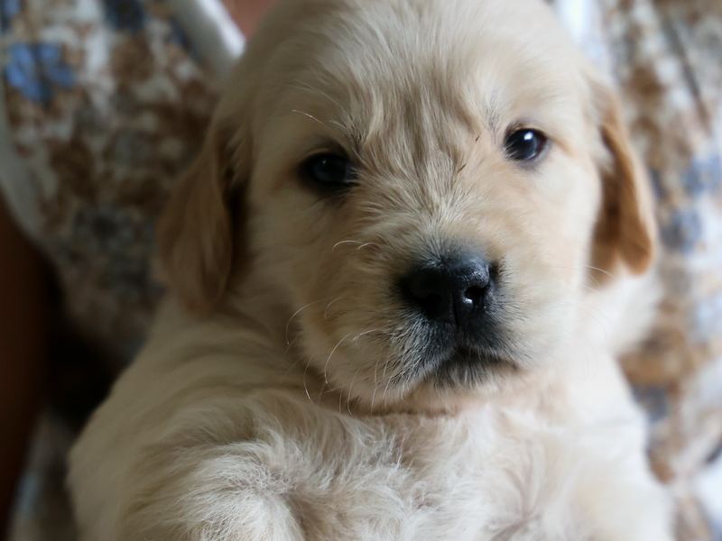 Cream golden retriever puppy looking at the camera