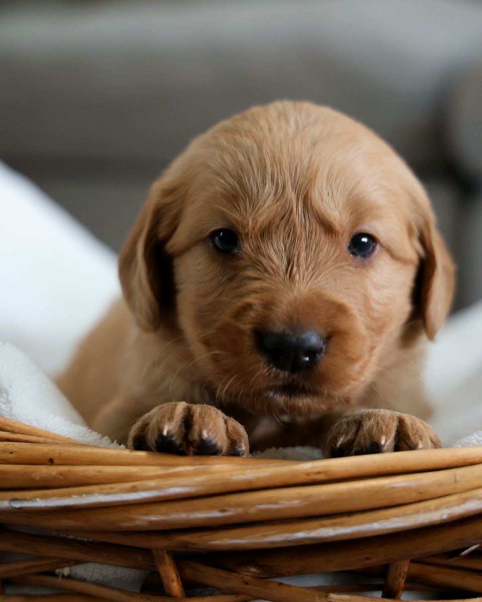 Red-gold golden retriever puppy resting its paws on a wicker basket