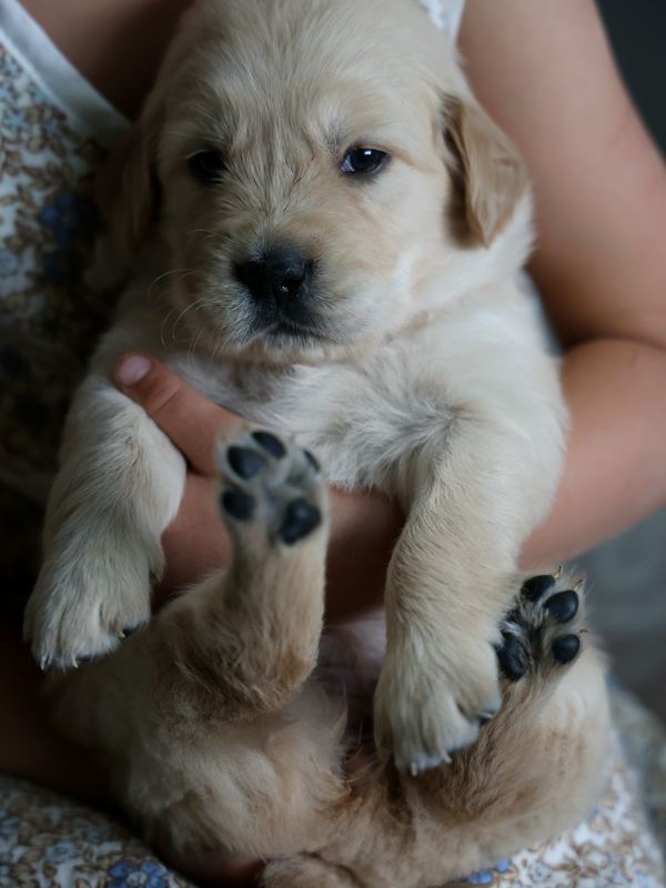 Cream golden retriever puppy held up in a child's arms