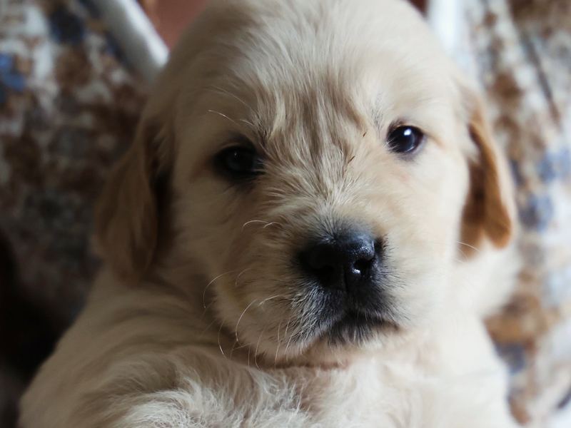 Cream golden retriever puppy looking at the camera