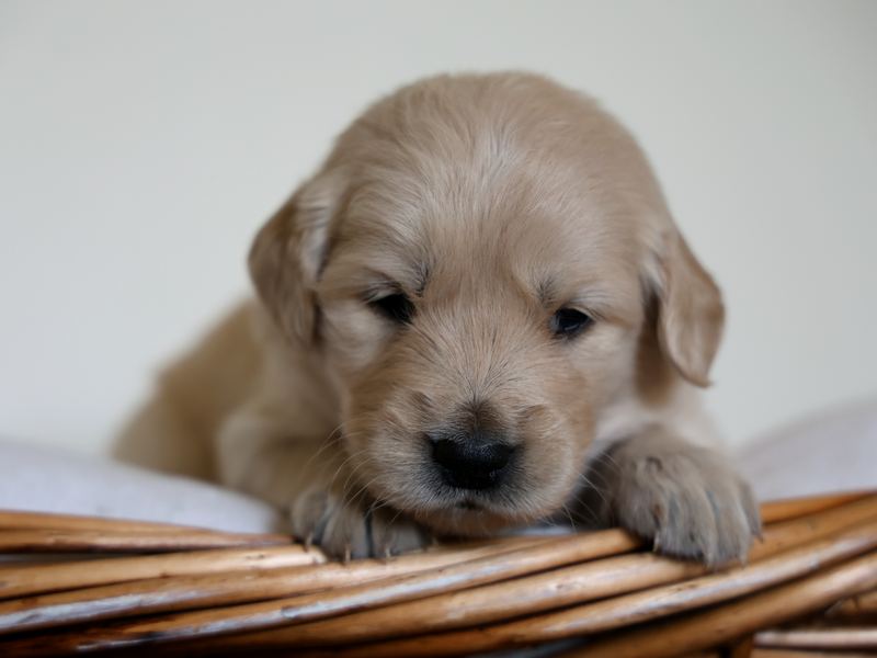 Light golden puppy resting its paws on a wicker basket