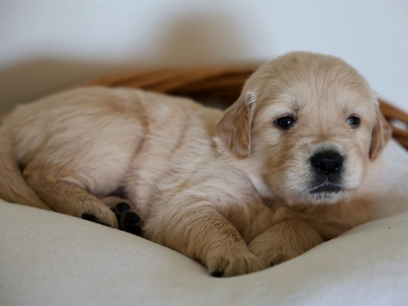 Golden retriever puppy lying in a basket
