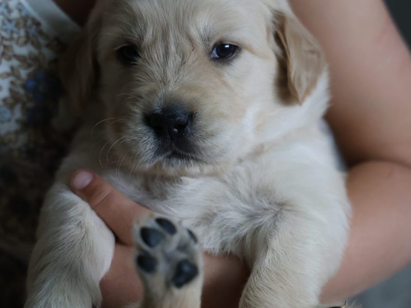 Teal collar boy